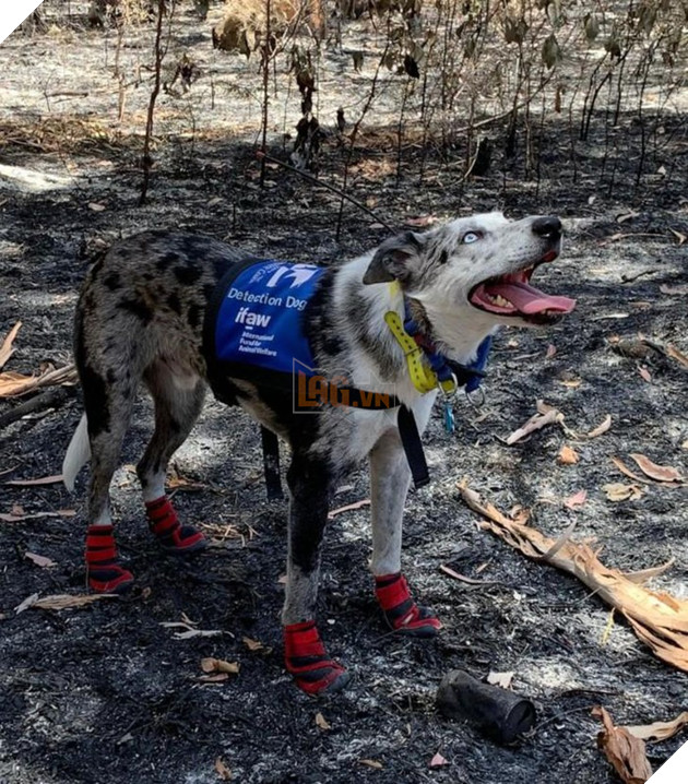CHÚ CHÓ DŨNG CẢM LAO VÀO BIỂN LỬA GIẢI CỨU HÀNG LOẠT BẠN KOALA GẶP NẠN TRONG CH ÁY RỪNG Ở ÚC..!? 2