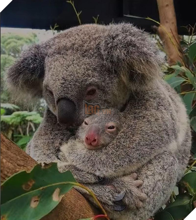 Siêu anh hùng đời thực: ‘Thor’ Chris Hemsworth quyên góp 23 tỷ đồng ủng hộ lính cứu hoả và người dân trong thảm hoạ cháy rừng Úc 8