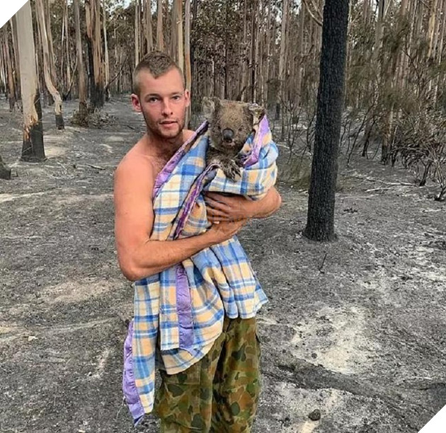 Patrick Boyle được gọi là 'người hùng' vì hành động giải cứu đàn gấu Koala (gấu túi)