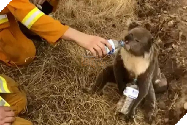 Những con gấu túi được cho uống nước để lấy lại sức sống