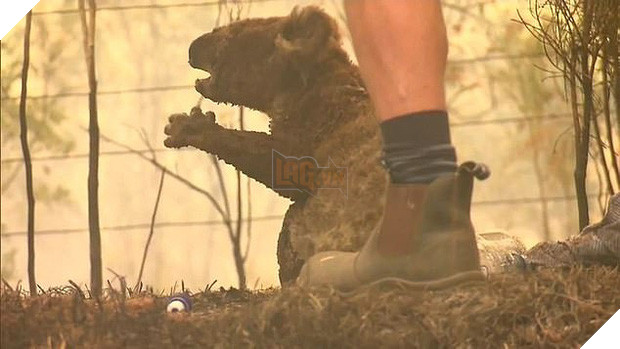 Nàng chó triệu đô dũng cảm lao vào đám cháy dữ dội để giải cứu những con gấu koala bị mắc kẹt trong đợt cháy rừng kinh hoàng ở Úc - Ảnh 3.