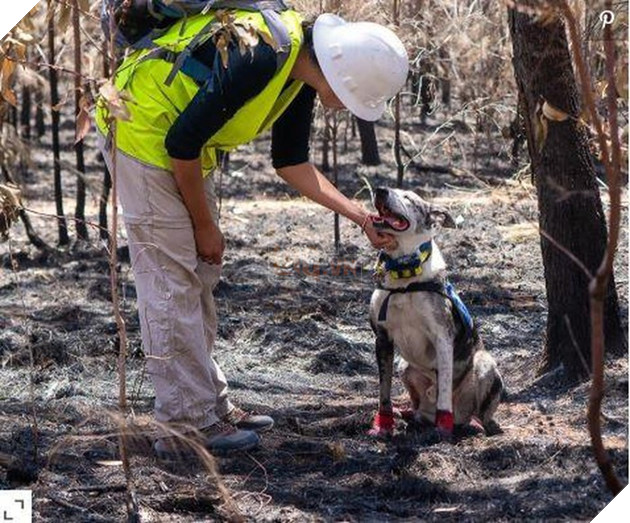 CHÚ CHÓ DŨNG CẢM LAO VÀO BIỂN LỬA GIẢI CỨU HÀNG LOẠT BẠN KOALA GẶP NẠN TRONG CH ÁY RỪNG Ở ÚC..!? 4