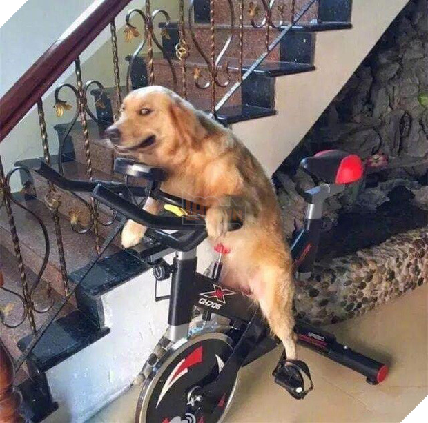 Uống say rồi bắt chó cưng... đi đạp xe tập thể dục, ông bố bị con trai bóc phốt trên MXH - Ảnh 2.