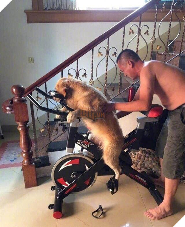 Uống say rồi bắt chó cưng... đi đạp xe tập thể dục, ông bố bị con trai bóc phốt trên MXH - Ảnh 1.