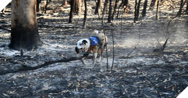 CHÚ CHÓ DŨNG CẢM LAO VÀO BIỂN LỬA GIẢI CỨU HÀNG LOẠT BẠN KOALA GẶP NẠN TRONG CH ÁY RỪNG Ở ÚC..!? 3