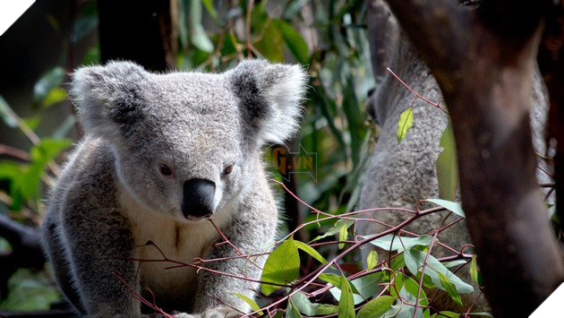 Nhà không còn, Gấu Koala sẽ sống sót ra sao sau vụ cháy rừng ở Australia 2