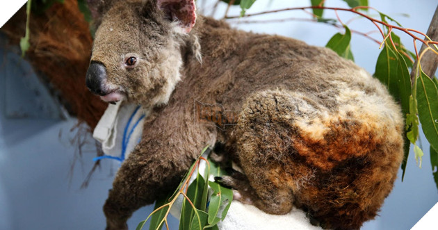Nhà không còn, Gấu Koala sẽ sống sót ra sao sau vụ cháy rừng ở Australia