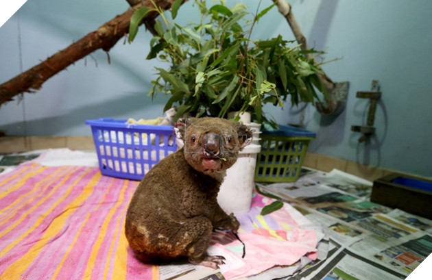 Nhà không còn, Gấu Koala sẽ sống sót ra sao sau vụ cháy rừng ở Australia 3