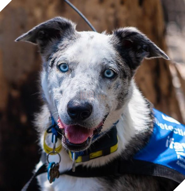 CHÚ CHÓ DŨNG CẢM LAO VÀO BIỂN LỬA GIẢI CỨU HÀNG LOẠT BẠN KOALA GẶP NẠN TRONG CH ÁY RỪNG Ở ÚC..!?