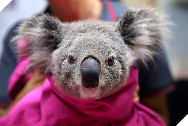 Nhà không còn, Gấu Koala sẽ sống sót ra sao sau vụ cháy rừng ở Australia 4