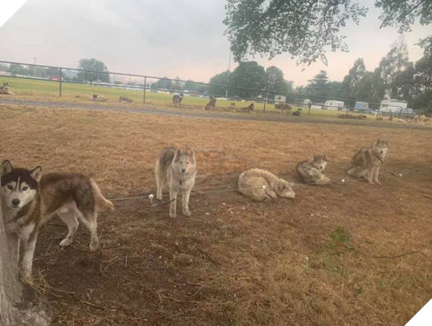 Những tin tức mát lòng giữa bão lửa kinh hoàng, thắp sáng thêm niềm tin và sự lạc quan cho người dân Úc 11