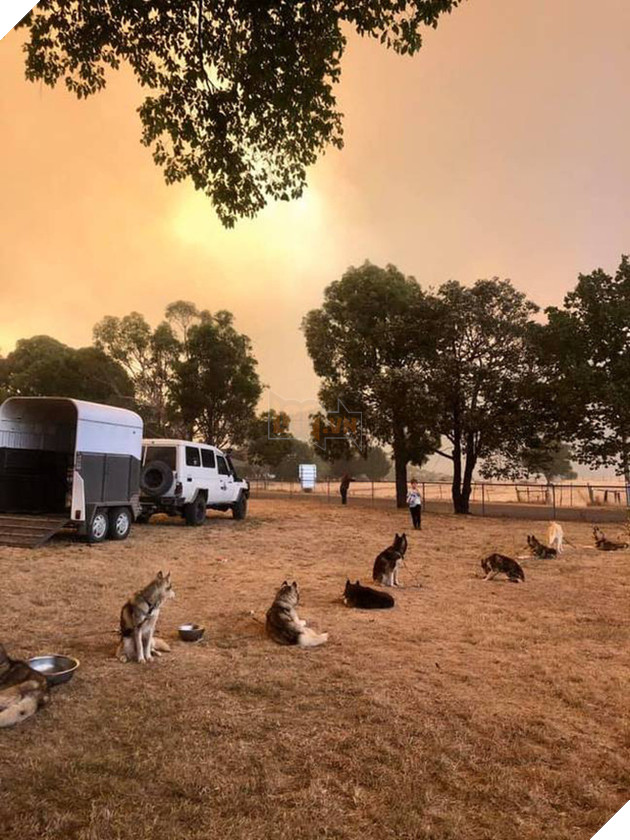 Những tin tức mát lòng giữa bão lửa kinh hoàng, thắp sáng thêm niềm tin và sự lạc quan cho người dân Úc 13