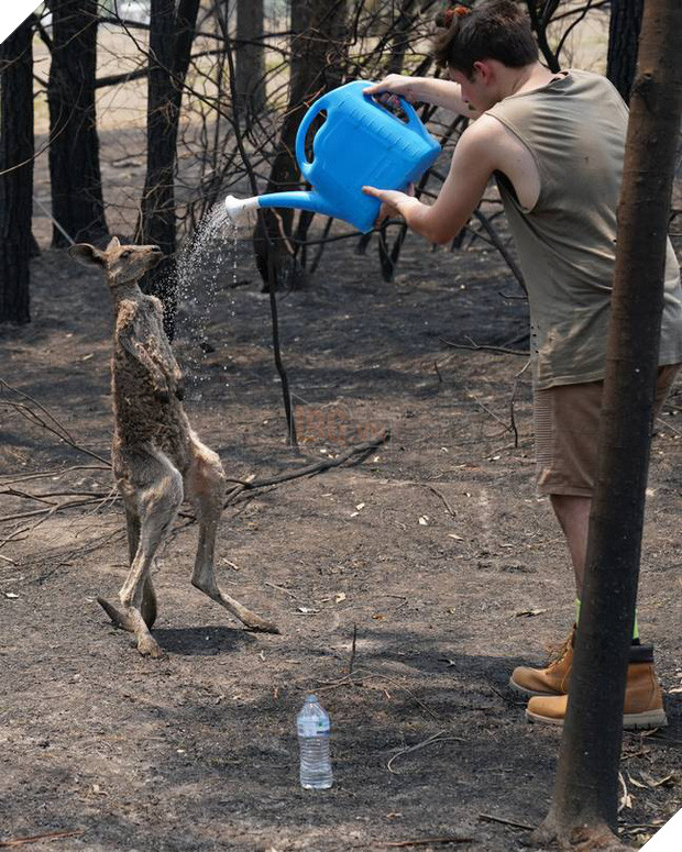Những tin tức mát lòng giữa bão lửa kinh hoàng, thắp sáng thêm niềm tin và sự lạc quan cho người dân Úc 4