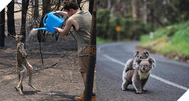 Siêu anh hùng đời thực: ‘Thor’ Chris Hemsworth quyên góp 23 tỷ đồng ủng hộ lính cứu hoả và người dân trong thảm hoạ cháy rừng Úc 7