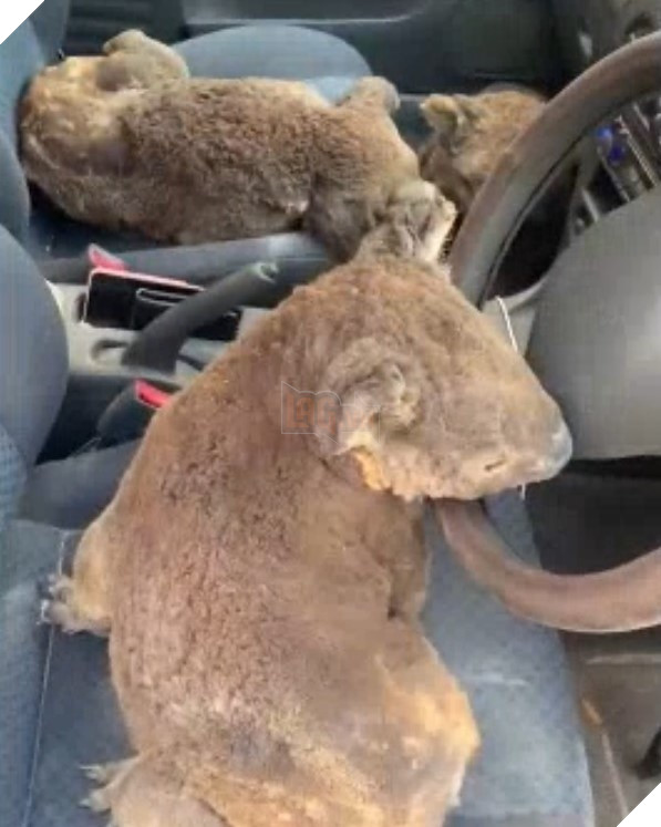  
Những chú gấu được 2 chàng trai giải cứu.