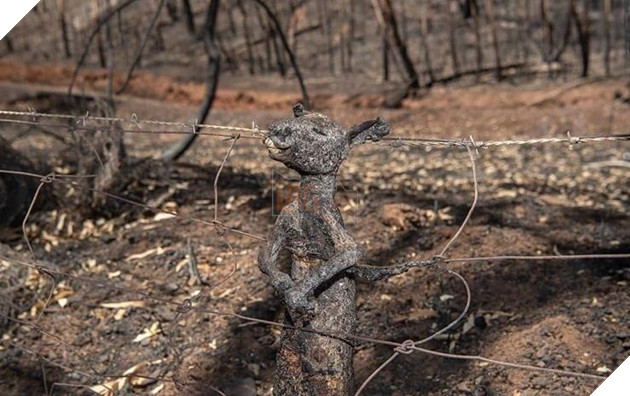  
Cháy rừng khiến nhiều động vật phải bỏ mạng.