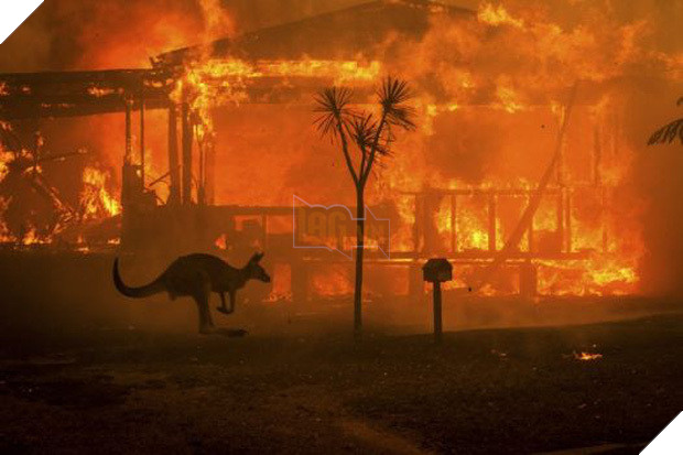 Truy tố 24 người vì tội cố ý phóng hỏa gây ra cháy rừng thảm họa tại Úc: “Họ cảm thấy phấn khích khi nhìn lửa bốc lên” 2