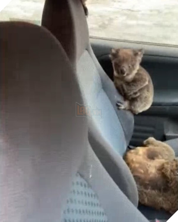  
Những chú gấu Koala được giải cứu.