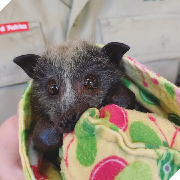 Ra tay cứu chữa hàng nghìn con vật trong thảm hoạ cháy rừng Úc, gia đình “thợ săn cá sấu” lừng danh được dư luận hết lời tán dương 9