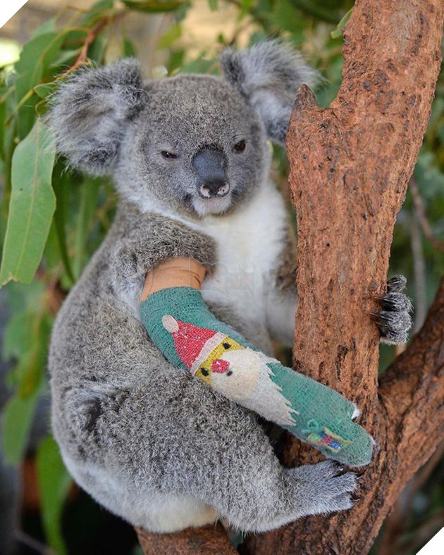 Ra tay cứu chữa hàng nghìn con vật trong thảm hoạ cháy rừng Úc, gia đình “thợ săn cá sấu” lừng danh được dư luận hết lời tán dương 6