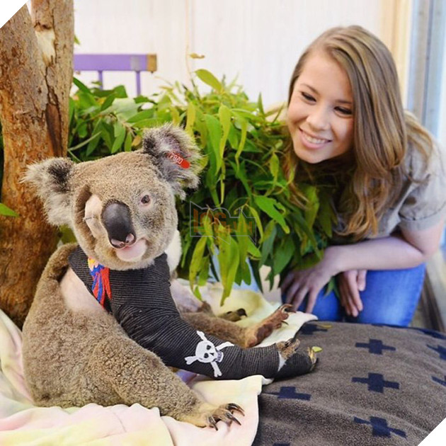 Ra tay cứu chữa hàng nghìn con vật trong thảm hoạ cháy rừng Úc, gia đình “thợ săn cá sấu” lừng danh được dư luận hết lời tán dương 7