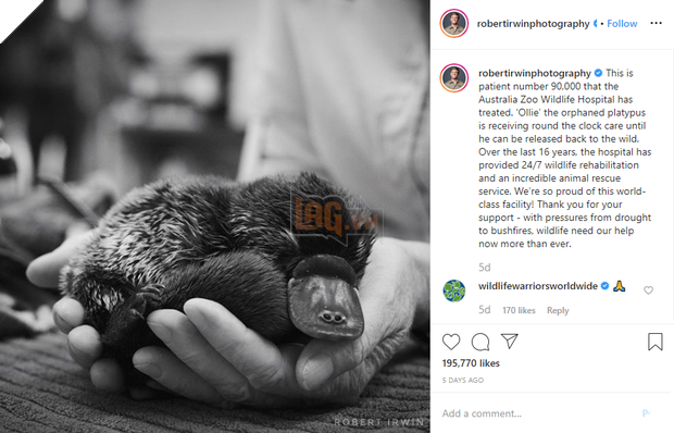 Ra tay cứu chữa hàng nghìn con vật trong thảm hoạ cháy rừng Úc, gia đình “thợ săn cá sấu” lừng danh được dư luận hết lời tán dương 11