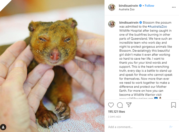 Ra tay cứu chữa hàng nghìn con vật trong thảm hoạ cháy rừng Úc, gia đình “thợ săn cá sấu” lừng danh được dư luận hết lời tán dương 12