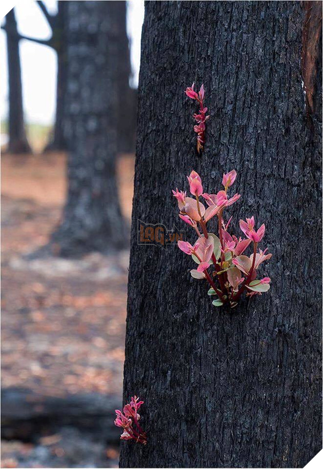  
Mầm non nhú lên tại thân cây tưởng như chẳng còn sự sống (Ảnh: Murray Lowe)