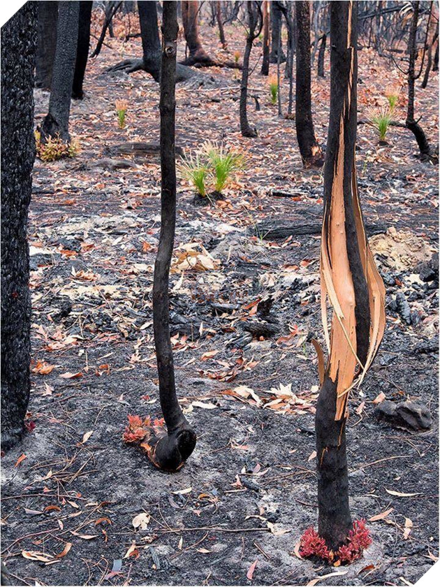 Sau cơn mưa, những cánh rừng bị thiêu rụi ở Úc bất ngờ “hồi sinh” 5