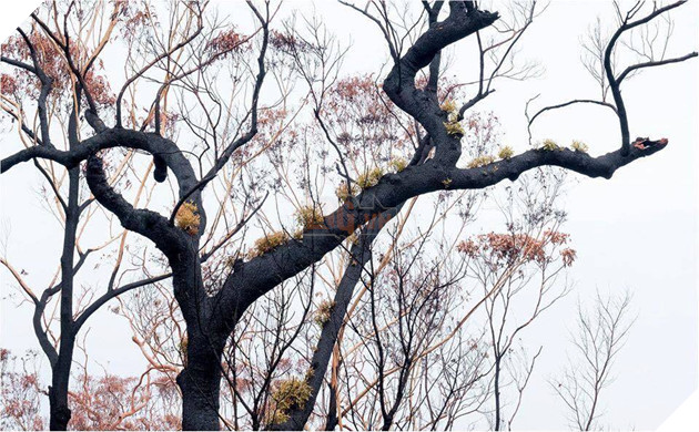  
Khung cảnh khiến nhiều người tin rằng sự sống đã thực sự hồi sinh tại những cánh rừng (Ảnh: Murray Lowe)