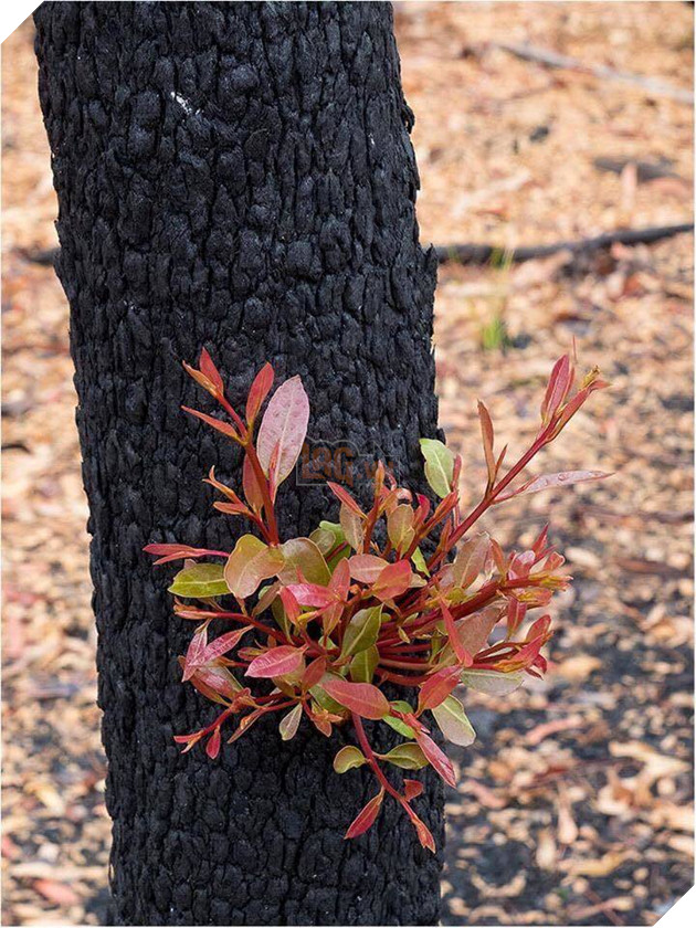 Sau cơn mưa, những cánh rừng bị thiêu rụi ở Úc bất ngờ “hồi sinh” 3