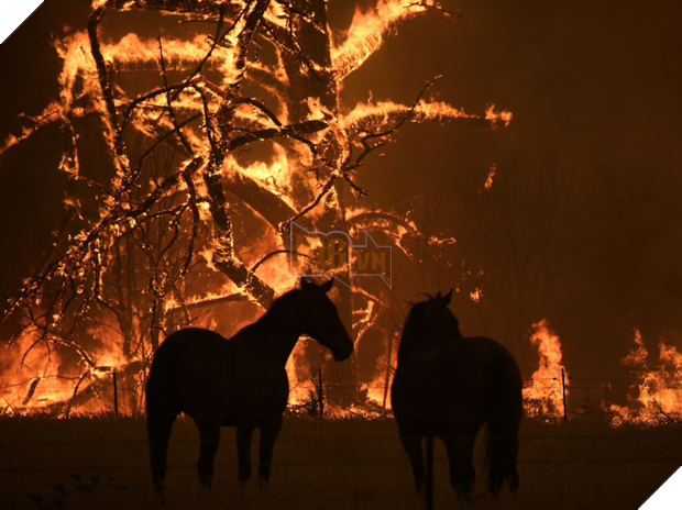 Truy tố 24 người vì tội cố ý phóng hỏa gây ra cháy rừng thảm họa tại Úc: “Họ cảm thấy phấn khích khi nhìn lửa bốc lên” 4