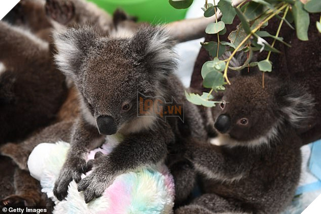 Hình ảnh đáng buồn bên trong các trạm cứu hộ gấu túi Koala từ vụ cháy rừng 9