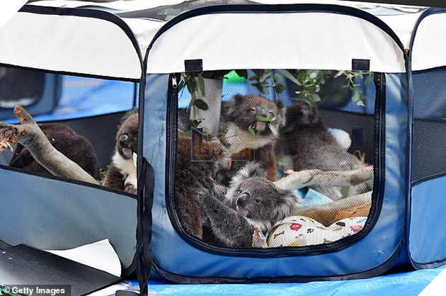 Hình ảnh đáng buồn bên trong các trạm cứu hộ gấu túi Koala từ vụ cháy rừng 2