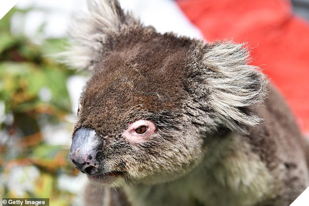 Hình ảnh đáng buồn bên trong các trạm cứu hộ gấu túi Koala từ vụ cháy rừng 10