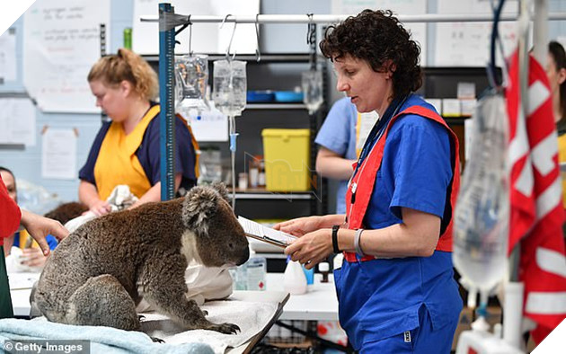 Hình ảnh đáng buồn bên trong các trạm cứu hộ gấu túi Koala từ vụ cháy rừng 4