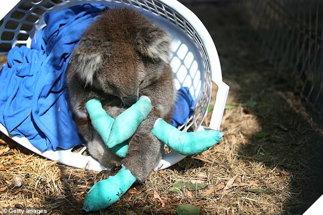 Hình ảnh đáng buồn bên trong các trạm cứu hộ gấu túi Koala từ vụ cháy rừng 12