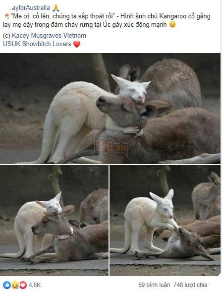 Bức ảnh chú Kangaroo cố gắng lay mẹ dậy trong đám cháy rừng tại Úc và sự thật phía sau 4