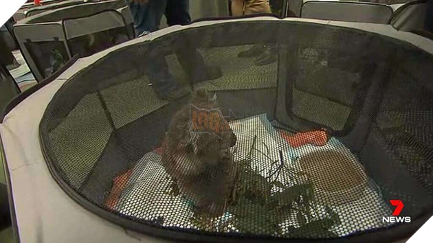 Hình ảnh đáng buồn bên trong các trạm cứu hộ gấu túi Koala từ vụ cháy rừng 3