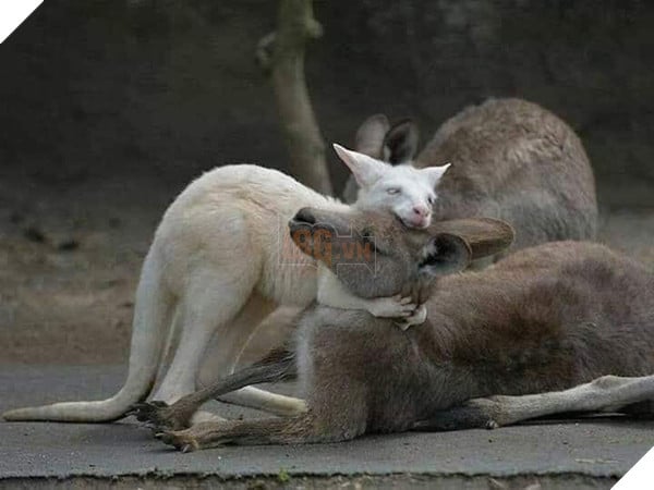 Bức ảnh chú Kangaroo cố gắng lay mẹ dậy trong đám cháy rừng tại Úc và sự thật phía sau 3