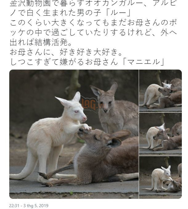 Bức ảnh chú Kangaroo cố gắng lay mẹ dậy trong đám cháy rừng tại Úc và sự thật phía sau 5