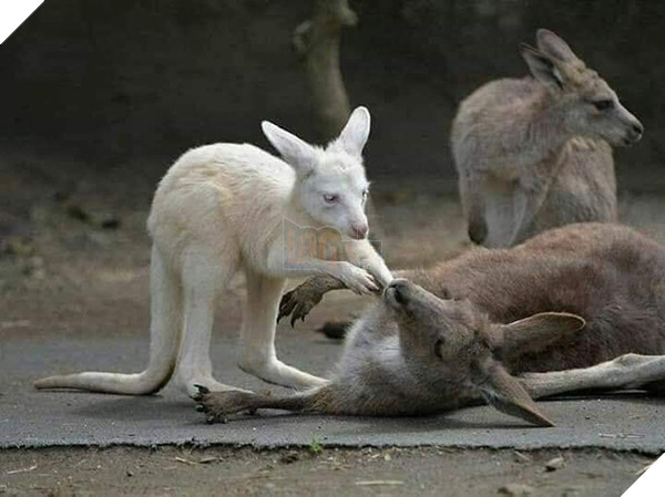 Bức ảnh chú Kangaroo cố gắng lay mẹ dậy trong đám cháy rừng tại Úc và sự thật phía sau