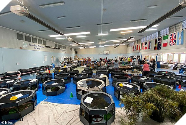 Hình ảnh đáng buồn bên trong các trạm cứu hộ gấu túi Koala từ vụ cháy rừng