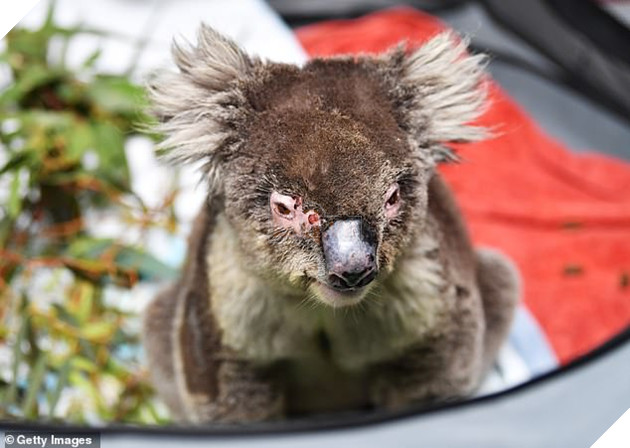 Hình ảnh đáng buồn bên trong các trạm cứu hộ gấu túi Koala từ vụ cháy rừng 6
