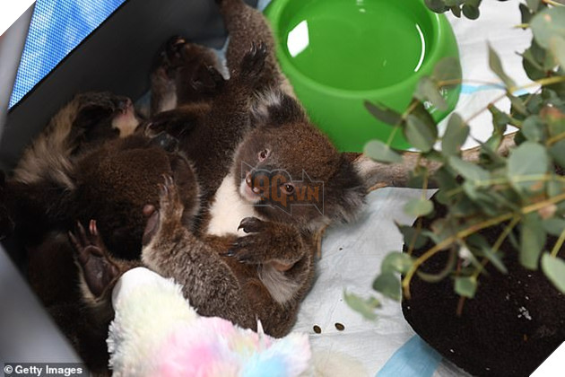 Hình ảnh đáng buồn bên trong các trạm cứu hộ gấu túi Koala từ vụ cháy rừng 8
