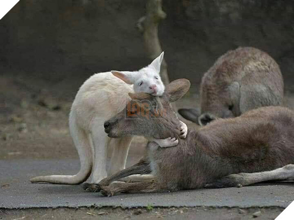 Bức ảnh chú Kangaroo cố gắng lay mẹ dậy trong đám cháy rừng tại Úc và sự thật phía sau 2