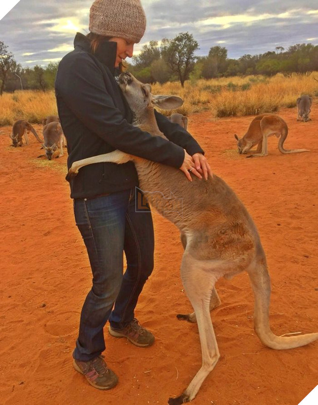 Kangaroo được giải cứu mỗi ngày đều ôm các tình nguyện viên thay lời cảm ơn