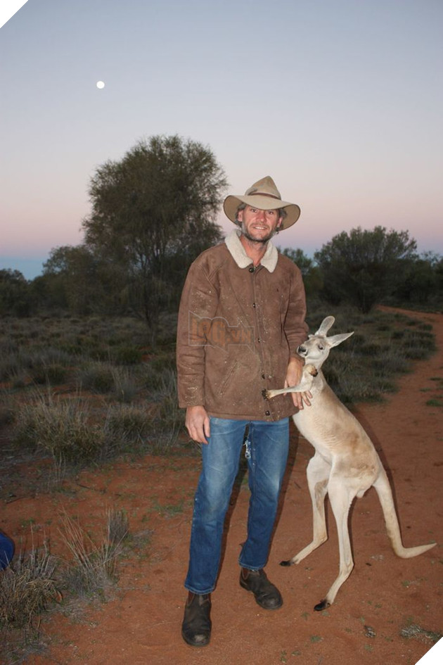 Cô kangaroo được giải cứu, mỗi ngày đều ôm tình nguyện viên để cảm ơn