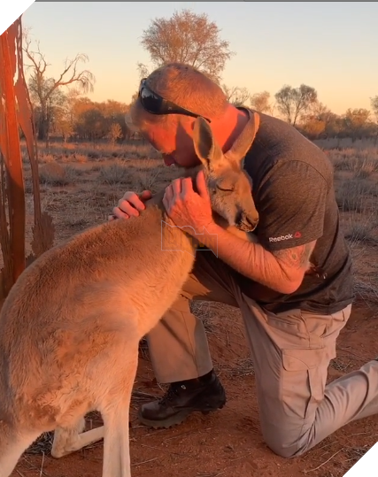 Kangaroo được giải cứu mỗi ngày đều ôm các tình nguyện viên thay lời cảm ơn