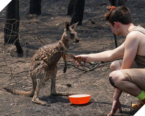 Cô kangaroo được giải cứu, mỗi ngày đều ôm tình nguyện viên để cảm ơn